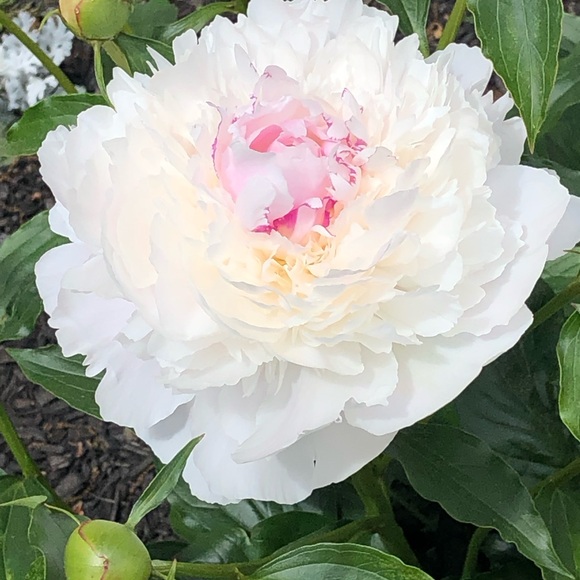 Meet your Posher, Mandi - Picture 4 of 7